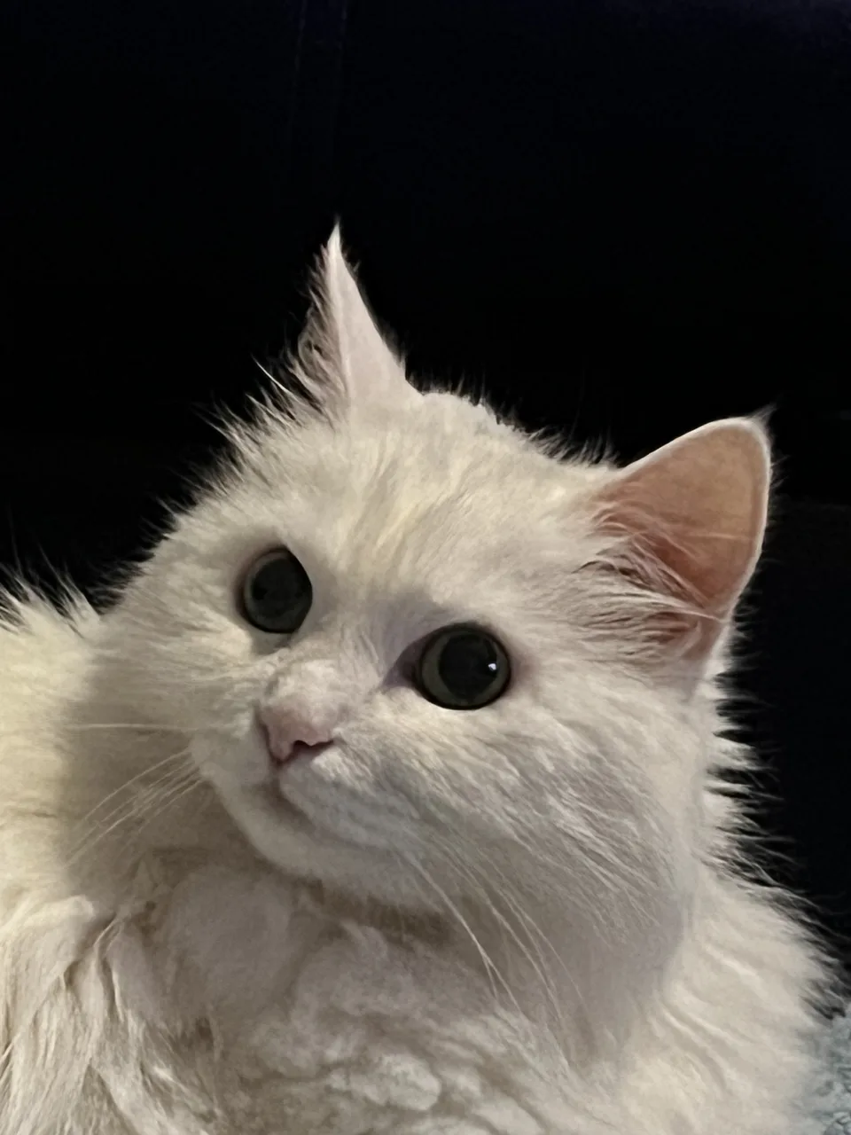 Белый длинношерстный кот