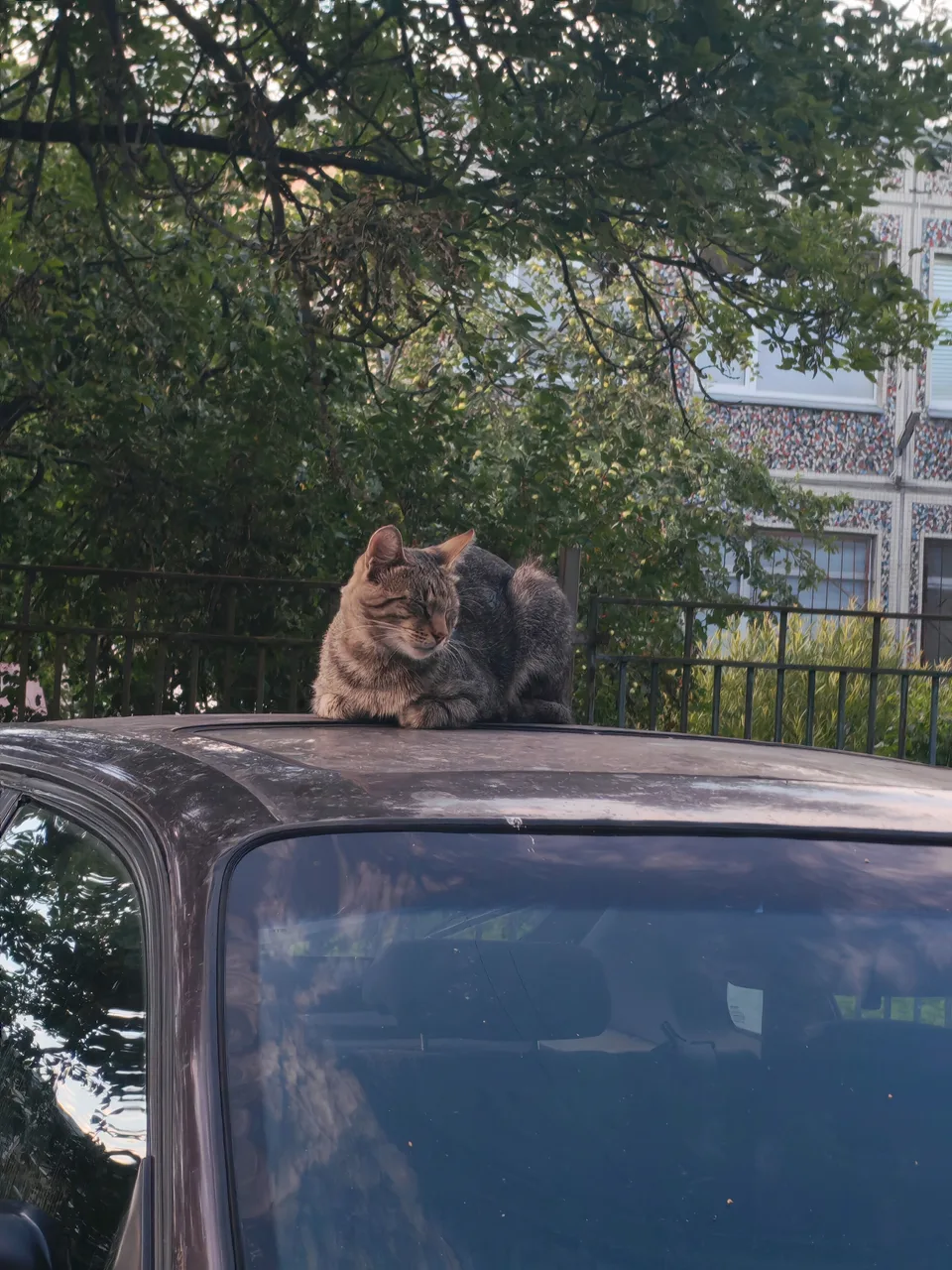 Коричневый Полудлинношерстный кот