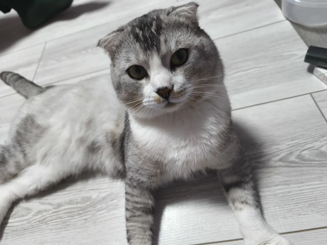 Жора