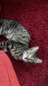 Котик