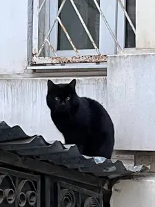Сыр