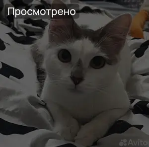 Фотография: кот «Куки», в районе улица Алексеева, Советский район