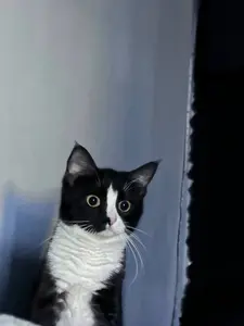Мона