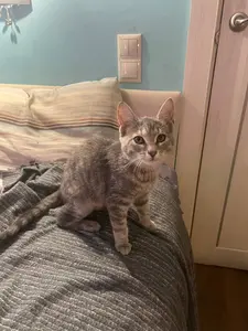 Кошечка каким то образом оказалась на подоконнике 2 этажа, кв 11, за окном со стороны улицы. Окна смотрят на Детский сад. По второму этажу прошел по квартирам, опросил тех кто открыл дверь. Хозяин не найден. Кошка точно домашняя, примерно 3-5 месяцев, девочка. Как будто приучена к лотку. С 3 этажа по моему не могла упасть, козырек балконов дальше чем подоконник. Прошу подключиться к поиску хозяина. Время нахождения животного за окном 2 этажа примерно 10-11 утра, 4 октября 2026г. Арес нагорная 23к3, у лифта есть объявление о находке кошки.Очень ищем хозяев! У нас дома собака, вместе им тяжело. Контакты: box604/Telegram]. Просьба помочь с поиском и распространением